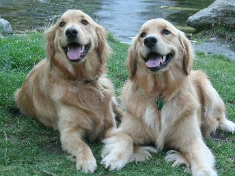 inland empire golden retriever rescue inland empire golden retriever rescue adoption success stories inland empire golden retriever rescue inland empire golden retriever rescue adoption success stories