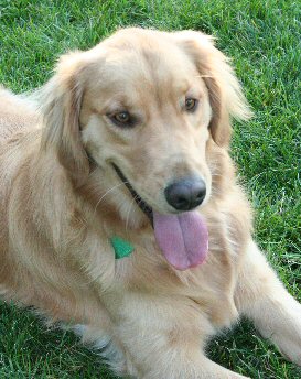 inland empire golden retriever rescue inland empire golden retriever rescue adoption success stories inland empire golden retriever rescue inland empire golden retriever rescue adoption success stories