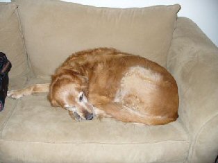 inland empire golden retriever rescue inland empire golden retriever rescue adoption success stories inland empire golden retriever rescue inland empire golden retriever rescue adoption success stories