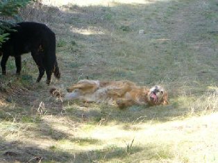 inland empire golden retriever rescue inland empire golden retriever rescue adoption success stories inland empire golden retriever rescue inland empire golden retriever rescue adoption success stories