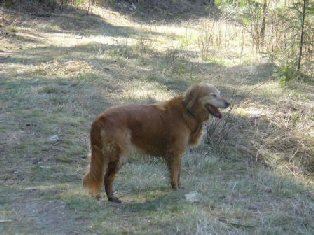 inland empire golden retriever rescue inland empire golden retriever rescue adoption success stories inland empire golden retriever rescue inland empire golden retriever rescue adoption success stories
