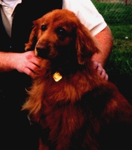 golden retriever rescue spokane wa inland empire golden retriever rescue adoption success stories page 2 golden retriever rescue spokane wa inland empire golden retriever rescue adoption success stories page 2