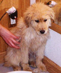 golden retriever rescue spokane wa inland empire golden retriever rescue adoption success stories page 2 golden retriever rescue spokane wa inland empire golden retriever rescue adoption success stories page 2