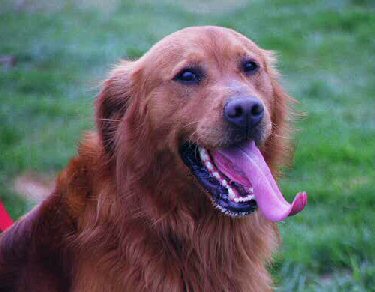 golden retriever rescue spokane wa inland empire golden retriever rescue adoption success stories page 2 golden retriever rescue spokane wa inland empire golden retriever rescue adoption success stories page 2