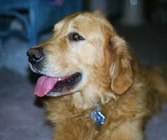 golden retriever rescue spokane wa inland empire golden retriever rescue adoption success stories page 2 golden retriever rescue spokane wa inland empire golden retriever rescue adoption success stories page 2