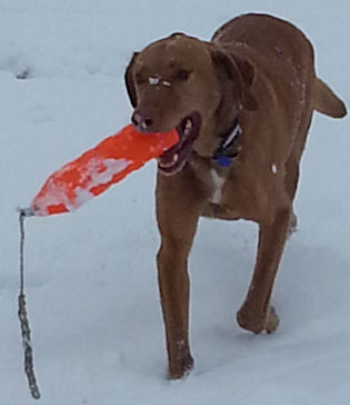 Playing fetch in the snow